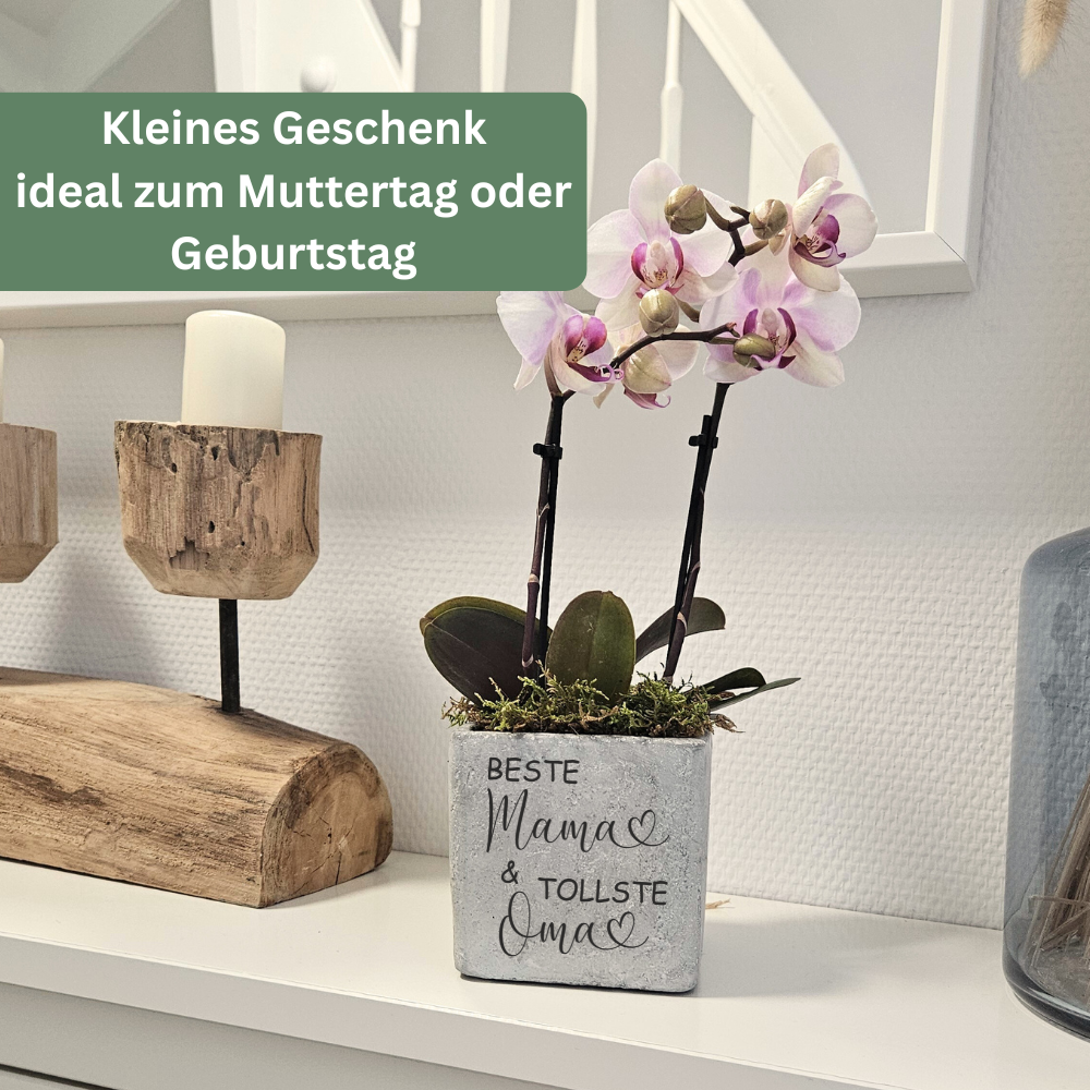 Dekorativer Blumentopf mit Gravur Beste Mama als liebevolles Geschenk für Mama zum Muttertag.